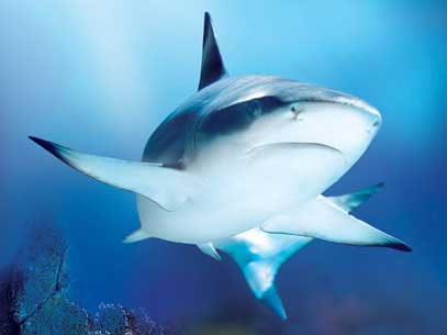 a-sea-life-jesolo-ritorna-la-shark-week_tempo-libero_1 Al Sea Life Jesolo ritorna la Shark Week